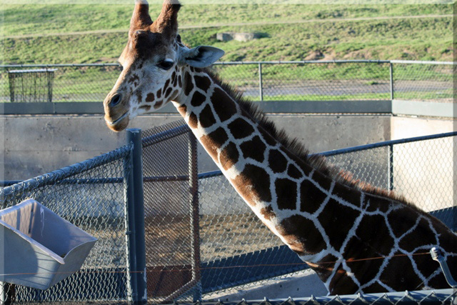 WildAnimalPark