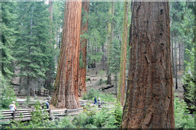 Yosemite Park