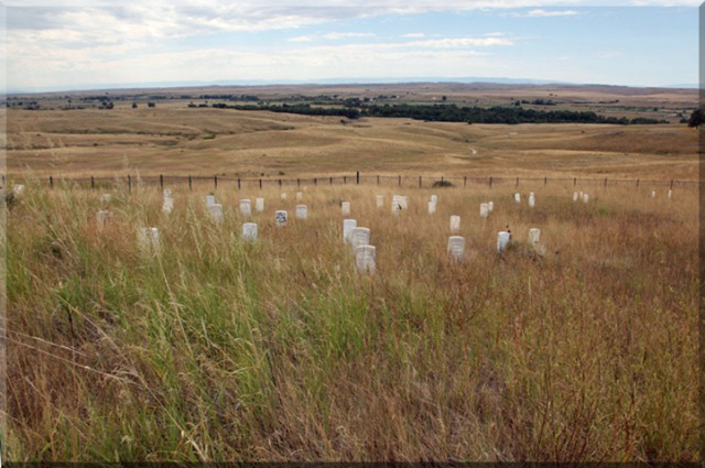 Battle of Little Big Horn